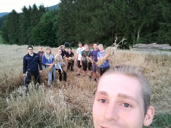 Getreide für Erntekrone richten